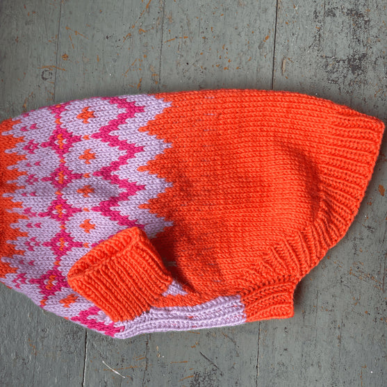 Bichon Havanais - Pull Chien
4