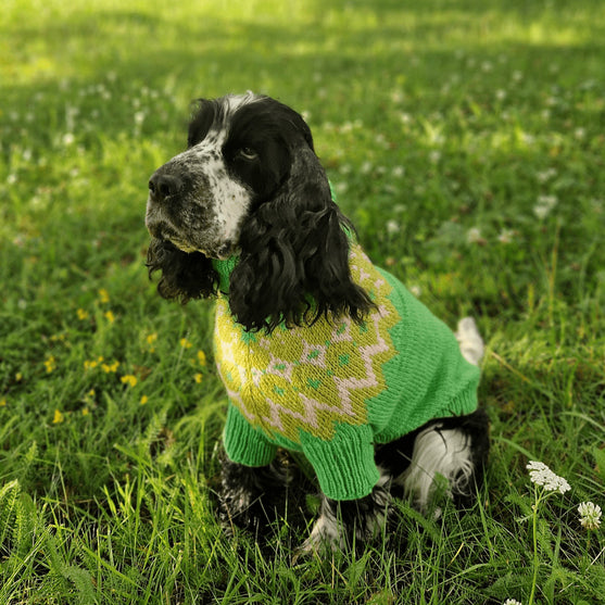 Cocker Spaniel - Pull pour Chien
2