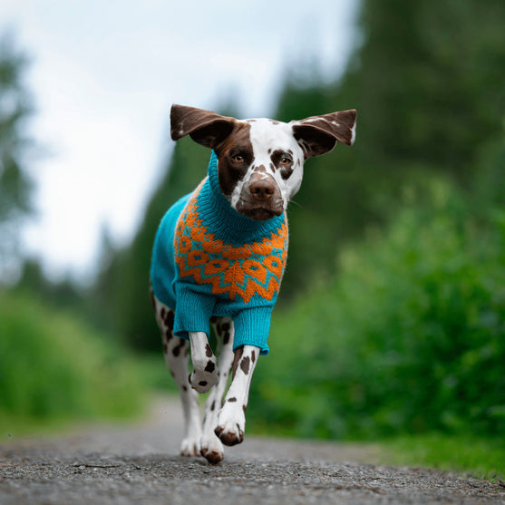 Dalmatien - Pull pour Chien
2