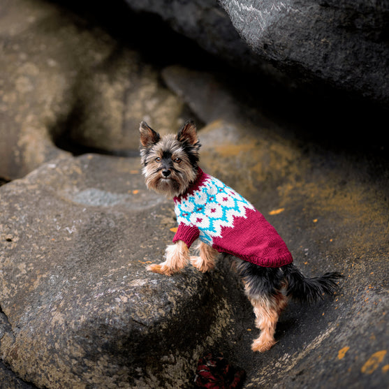 Yorkshire Terrier - Pull pour Chien
2