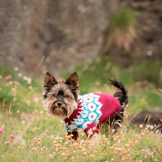 Yorkshire Terrier - Pull pour Chien
4