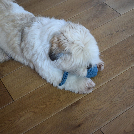 Têtard - Jouet pour chien
3