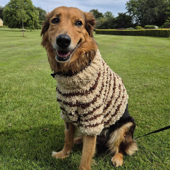 Stevie - Pull pour chien
3