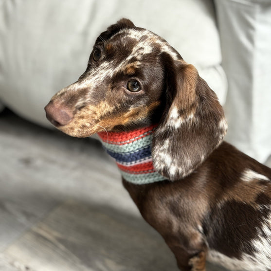 Wes - Écharpe pour chien
2