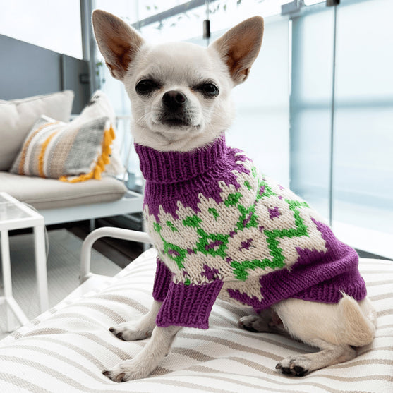 

Chihuahua - Pull pour Chien
1