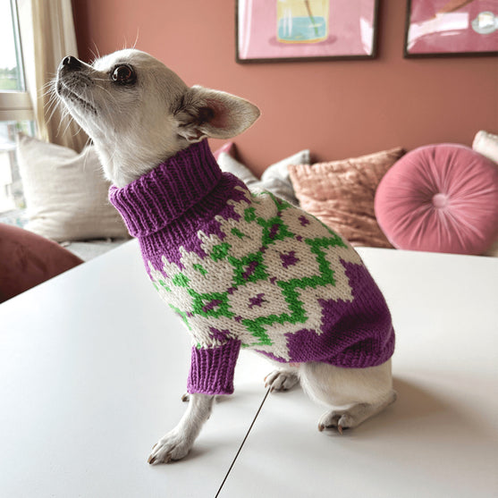 

Chihuahua - Pull pour Chien
3