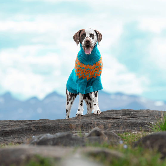 

Dalmatien - Pull pour Chien
1