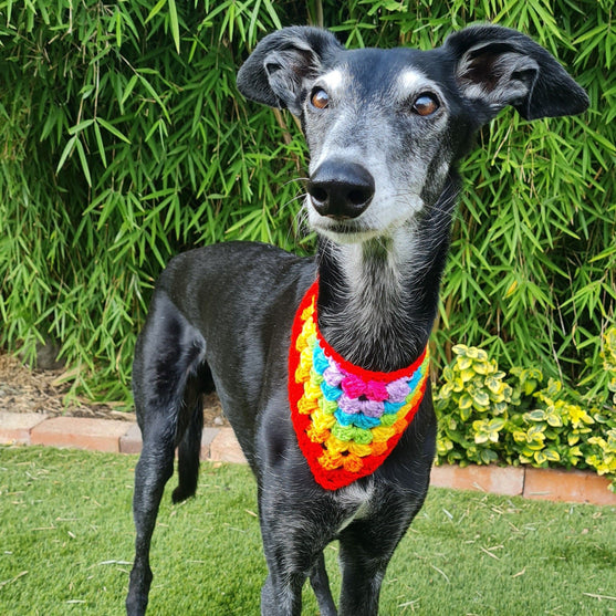 

Dandy - Bandana pour Chien
1