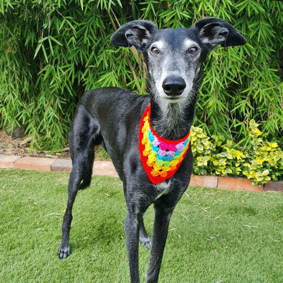 

Dandy - Bandana pour Chien
2
