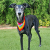 

Dandy - Bandana pour Chien
4