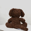 

Cavapoo
2