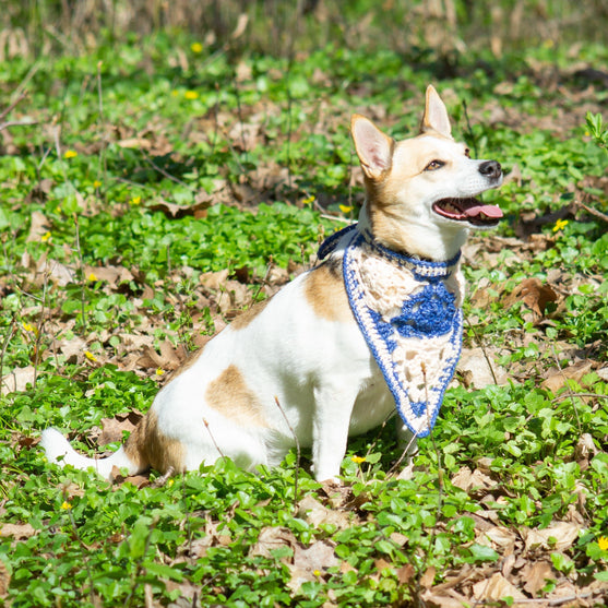 

Gina - Bandana Dog
2