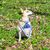 

Gina - Bandana Dog
1