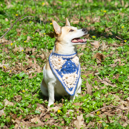 Gina - Bandana Dog