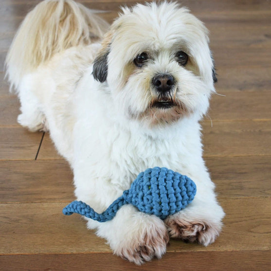 

Têtard - Jouet pour chien
1