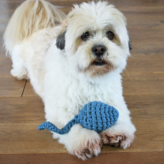 Têtard - Jouet pour chien