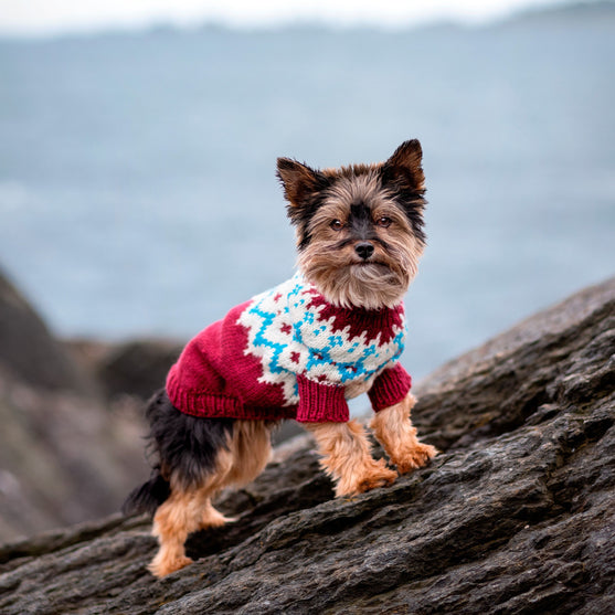 

Yorkshire Terrier - Pull pour Chien
1