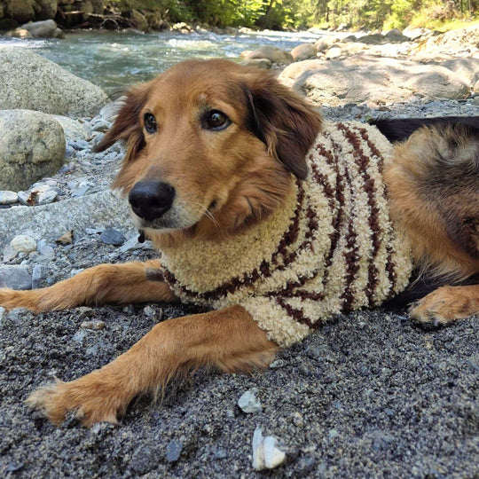 Stevie - Pull pour chien