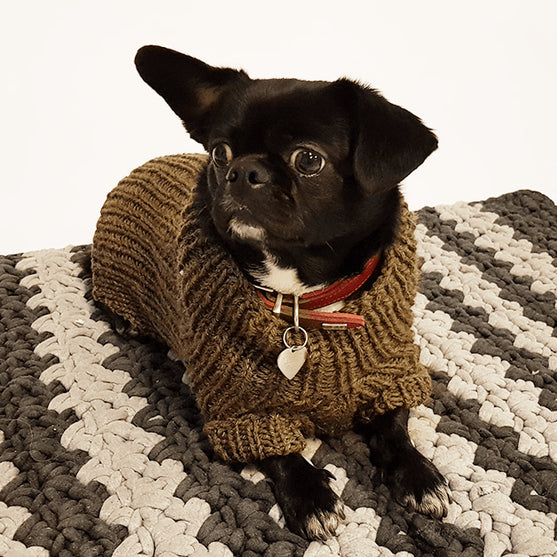 

Pull Pour Chien Flemming
1