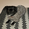 

Pull Pour Chien Flemming
2